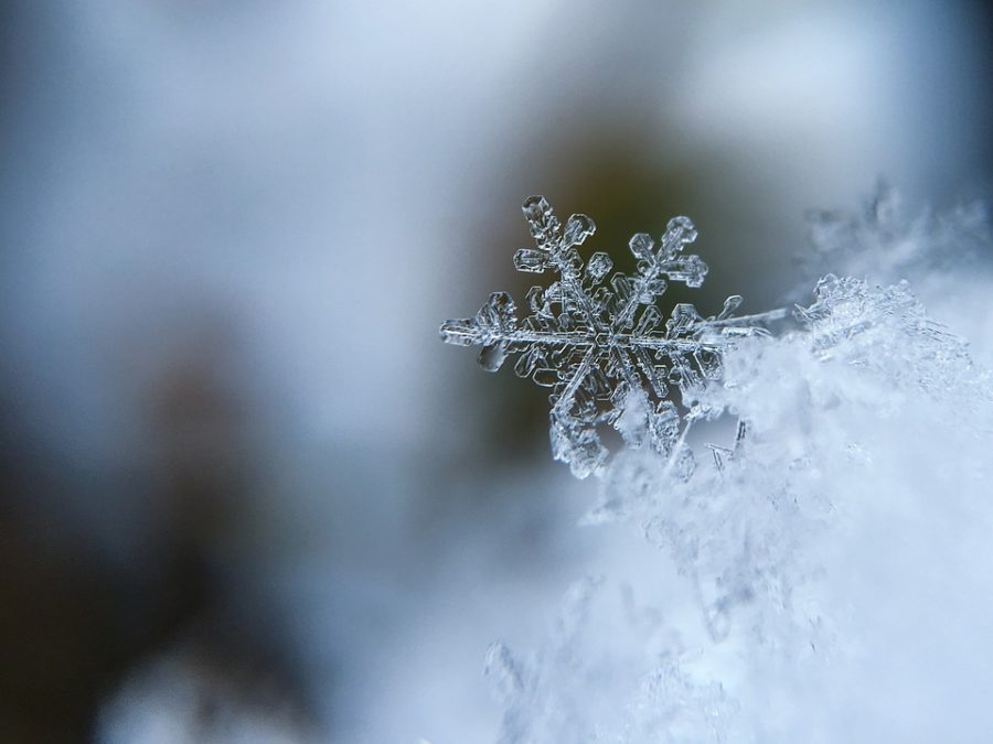 O Joy! O Rapture!: A Snow Day Miracle