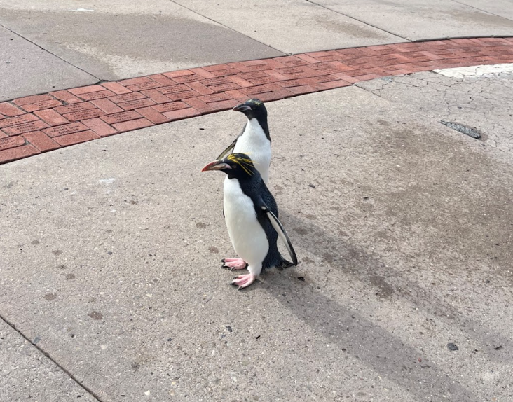 Pengiun Parade